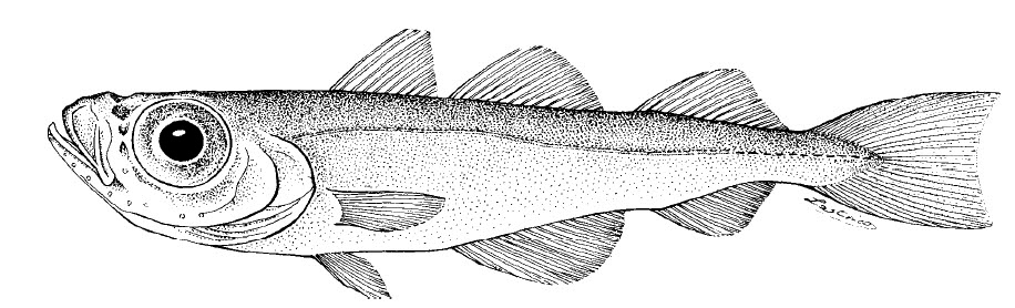 Gadiculus argenteus